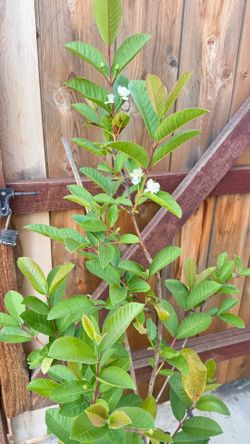 guava tree