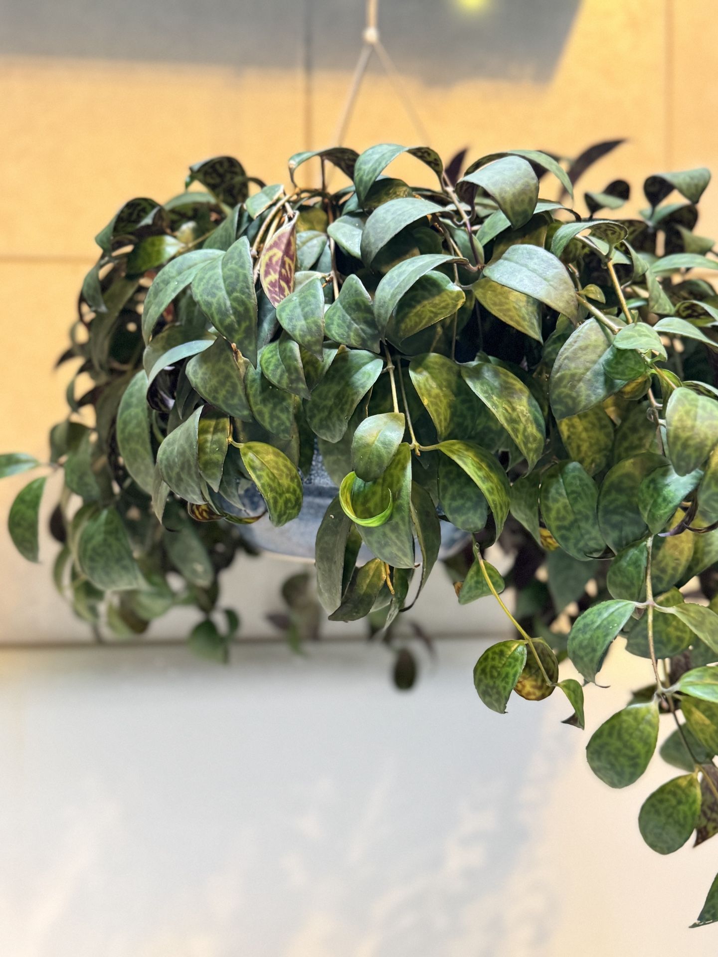 Huge Overflowing Black Pagoda Lipstick Plant Hanging Basket Potted Indoor Plant