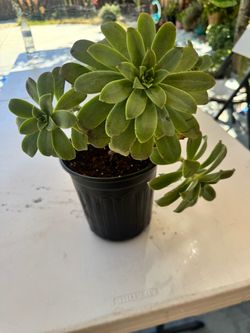 Live Aeonium Succulent Plant in Nursery Pot