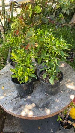 Chile plants