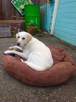Big shrimpy hot sale nest dog bed