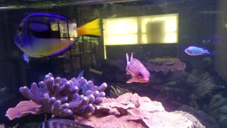 Squirrel fish