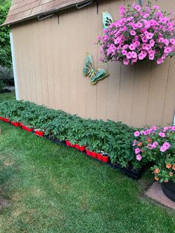 Tomato Plants