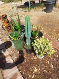 Succulents, Aloe , Cactus  variations palms