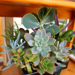 5 Inch Wide Black Ceramic Pot Live Succulents 