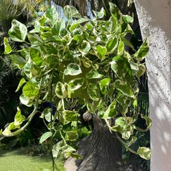 N’ Joy Pothos Plant 6”