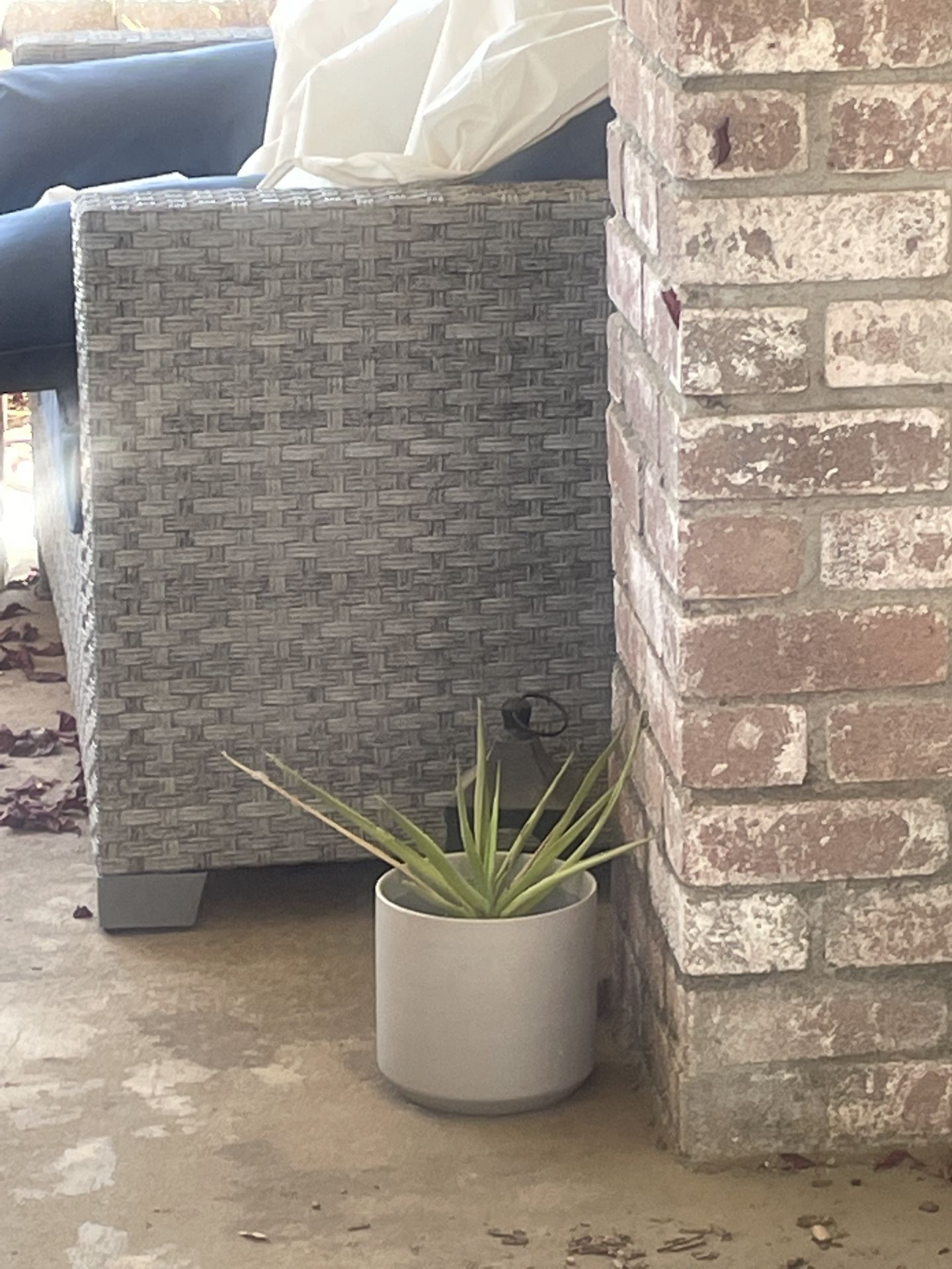 Ceramic Pot With Yucca Small Plant