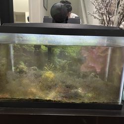 10 Gallon Fish Tank