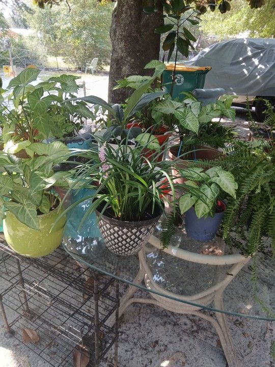 Variety Of Plants For Sale