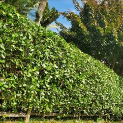 Clusia 3g 7g 15g all prices include installation 