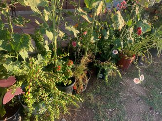 The best place to get some plants