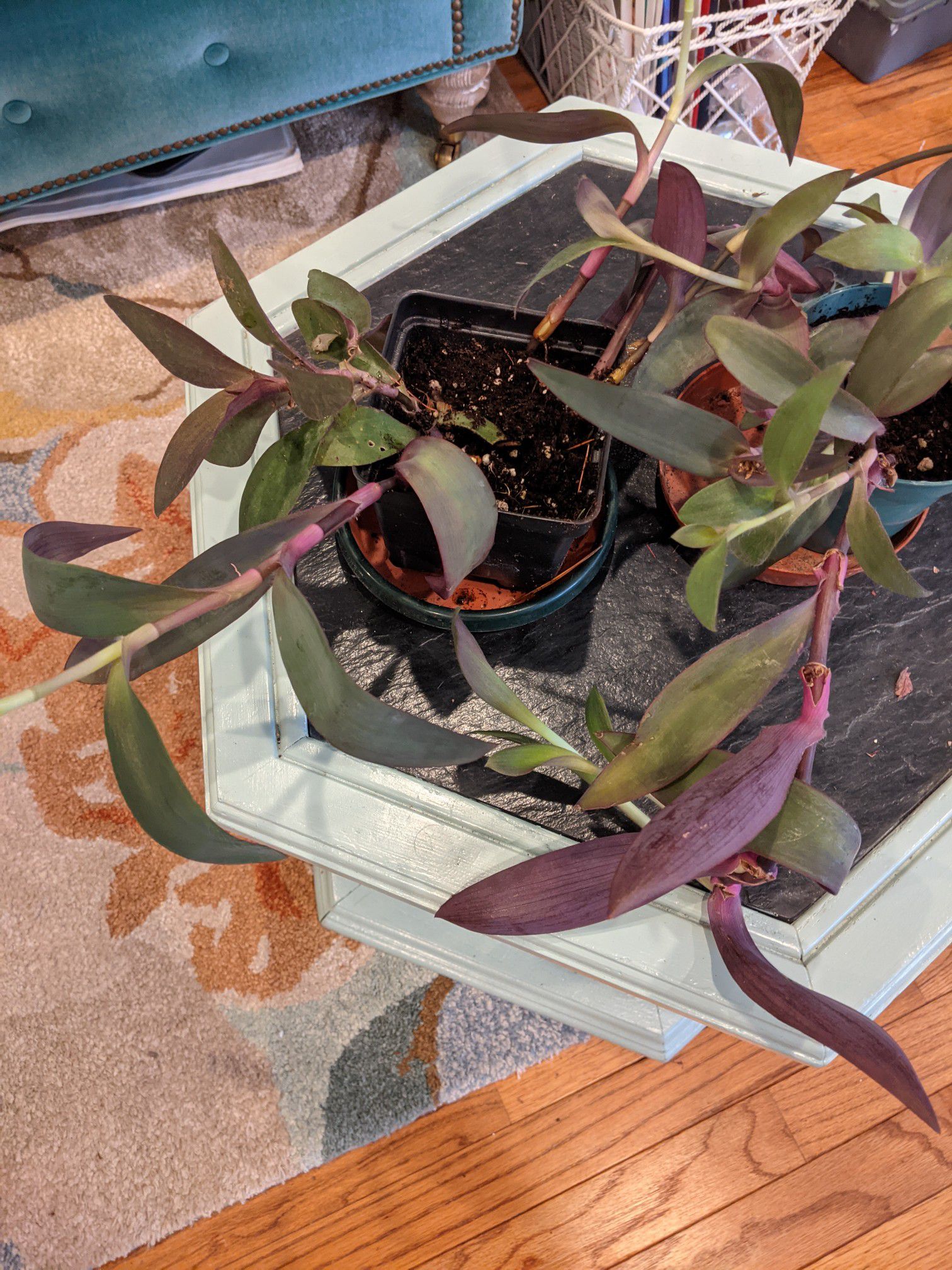 Purple Queen plants & cuttings