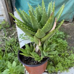 Aloe Vera