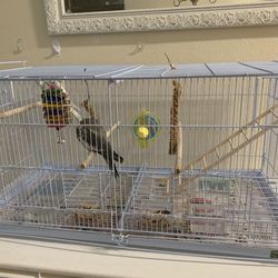 Double Bird Cage (No Birds)
