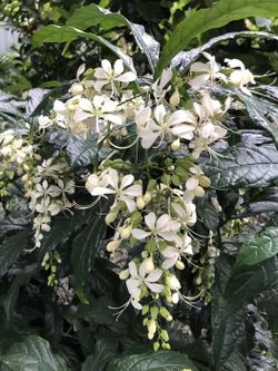 LIVE PLANT 3ft Clerodendrum nutans - Bridal Veil Nodding glorybower laevifolium