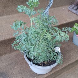 Mexican Plant 🪴 Rue