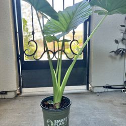 Elephant Ear Plant