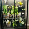 Plants and More