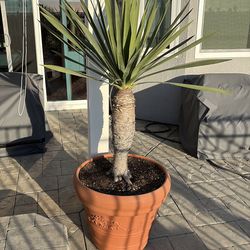 Dragoon Blood Potted Tree