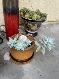 Succulent In Decorative terracotta Planter Other In ceramic Po