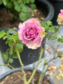 5 gallon lavender rose bush