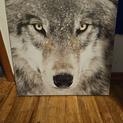 Big Wolf Picture 