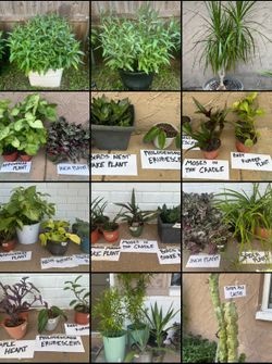 Plants: Trees, Cactus, Photos and more