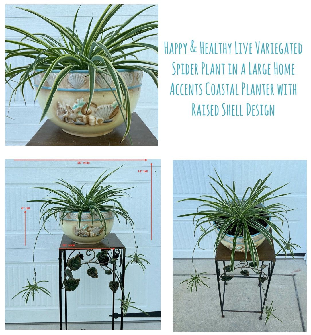 Healthy Live Variegated Spider Plant in Large Home Accents Coastal Planter w Raised Shell Design