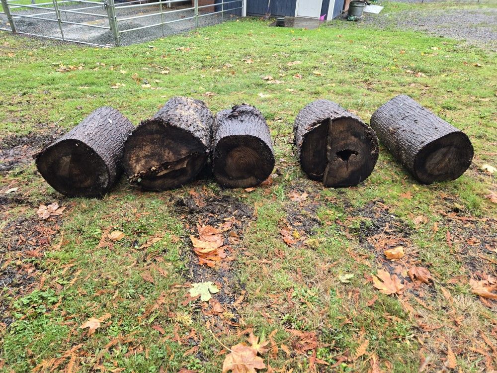 Free Cottonwood Rounds