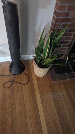 fake snake plants Artificial Snake Plant Set of 2 | 21" Faux Snake Plant