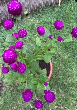 Beautiful Purple Gomphrena globosa !!!