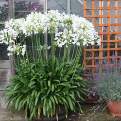 Agapanthus Flower Starts Available!