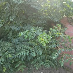 Neem Cheap Organic