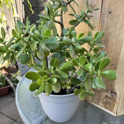 Jade Plant