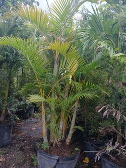 Areca palm Sale! 25gl $120