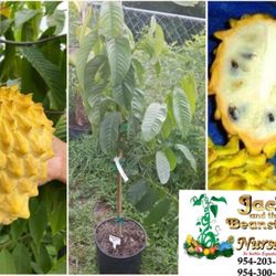 Rollinia Deliciosa Airlayered Trees In 3gal Arboles De Biriba Suncuya En 3gal