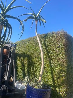 Aloe tree