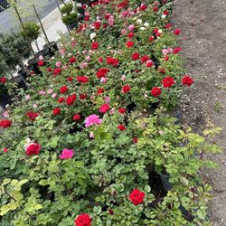 Rose Bush