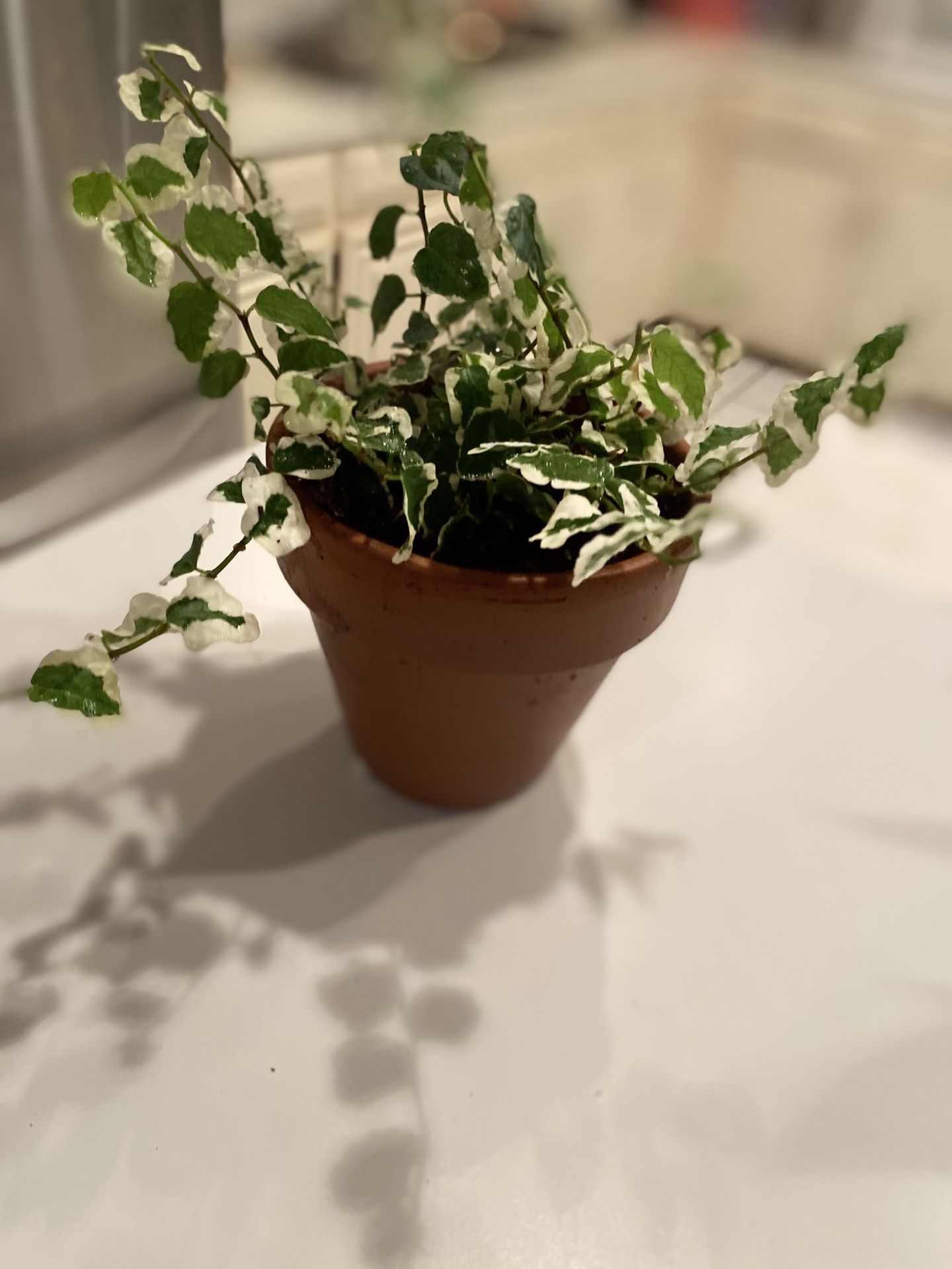 Variegated Creeping fig Bellus In 4 “ Ceramic Pot