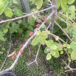 Árboles De Ciruelas Rojas Con Flores Y Frutos 