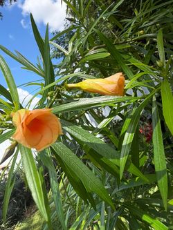 Cascabella thevetia 3 ft tall(orange