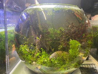 6 gallon planted bowl fish tank aquarium  Aquascaped as pictured.  No light or filter.