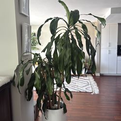 Dracaena mass corn plant 5ft tall