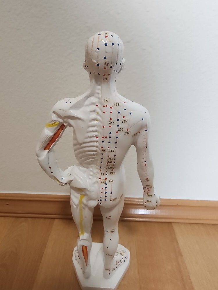 Human Point Model Acupuncture Point Human Body Model for Sale in Milton, WA - OfferUp