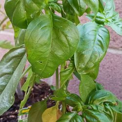 BASIL ðą (sweet basil type)