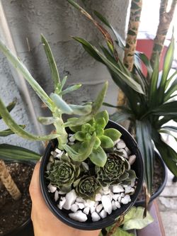 Beautiful succulent arrangement!