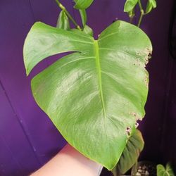 Monstera Cutting With Cat Decorations 