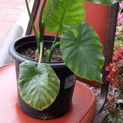 Elephant Ear Plant