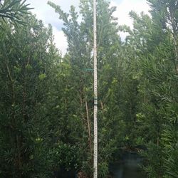 huge Podocarpus  8/9 feet tall Instant Privacy  Full Green  Ready For Fence other sizes available  2 feet 3 feet 4 feet 5 feet 6 feet 7 feet 8 fee