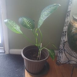 30" Tall Dieffenbachia/Dumb Cane Plant in 12" Pot